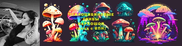 прущие грибы Беломорск